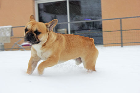 bouledogue français Maddox