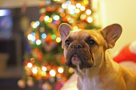 bouledogue français Maddox