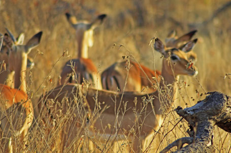 Afrique du Sud / Mozambique 