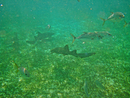 Belize, isla bonita,ro, ambergris caye,Hol Chan Marine Park.  Shark Ray Alley.