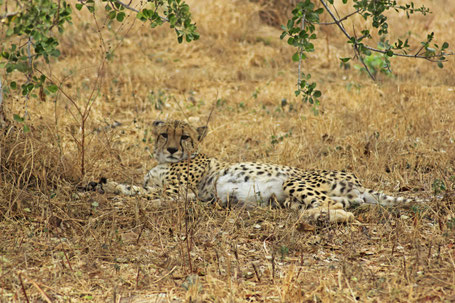 Afrique du Sud / Mozambique 