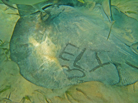 Belize, isla bonita,Hol Chan Marine Park, san pedro, ambergris caye,Hol Chan Marine Park.  Shark Ray Alley.