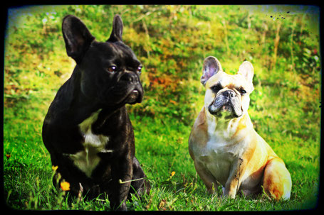 Bouledogue français Maddox & Hiro