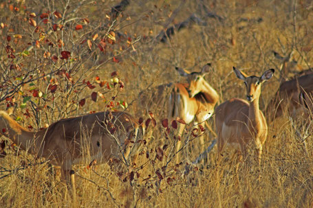 Afrique du Sud / Mozambique 