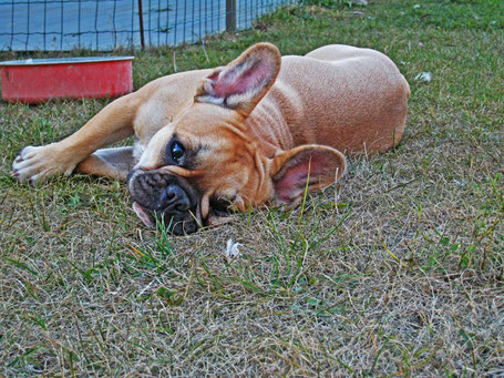 bouledogue français Maddox