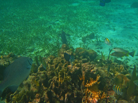 Belize, isla bonita,Hol Chan Marine Park, san pedro, ambergris caye,Hol Chan Marine Park.  Shark Ray Alley.