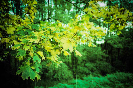 Colorful autumn leaves.