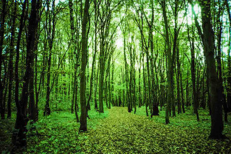 Forrest in autumn.