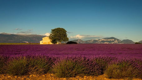 Lavendelfelder in der Provence 2026 