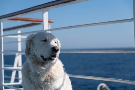 Hund auf Flussschiff 2026 