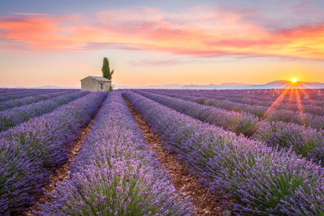 Lavendelfelder in der Provence 2026 