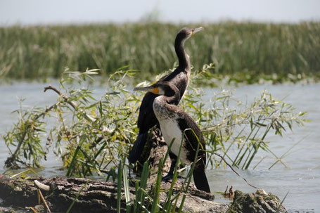Vögel im Donaudelta 2026 