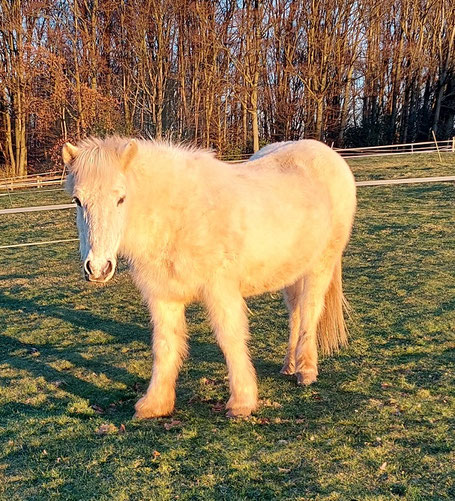 Skarpur, unser Islandpferd, steht im Sonnenlicht auf der Weide und guckt mich unschuldig an