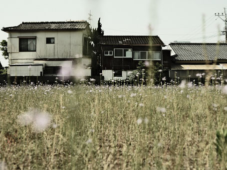 野草と家