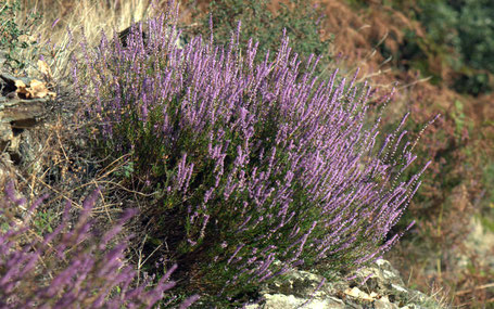 Floraison de la callune dans les Cévennes lozériennes