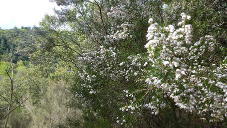 Haute Cévenne en Lozère. Bruyère arborescente ou bruyère blanche ou Erica arborea