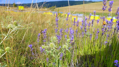 Lavande fine des Causses