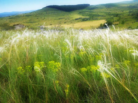 Paysage typique des Causses de Lozère en été ©NadineVILAS