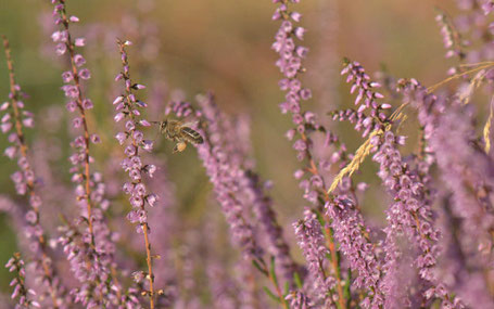 Floraison de la bruyère callune en Cévennes photo©nadineVilas