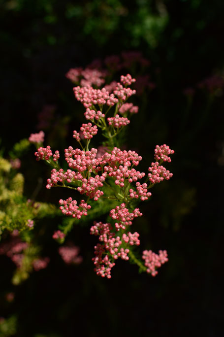 small sunny garden, desert garden, amy myers, photography, tuesday view, march, spring, ozothamnus