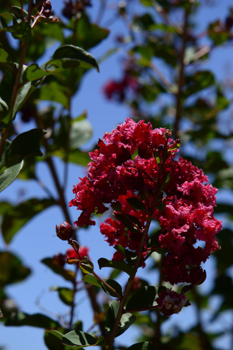 lagerstroemia indica dynamite