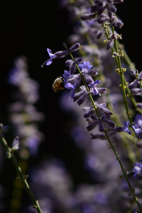 Tuesday view, perovskia, small sunny garden, desert garden, amy myers, photography