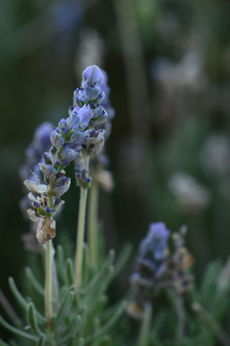 lavandula dentata