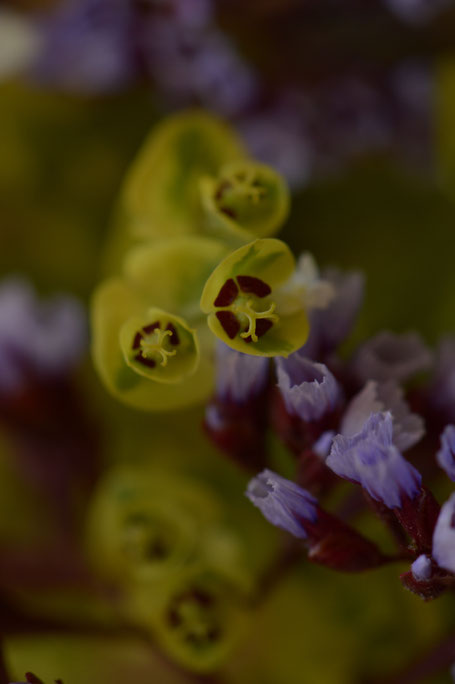 small sunny garden, desert garden, amy myers, photography, garden photography, in a vase on monday, iavom, monday vase, euphorbia, ascot rainbow