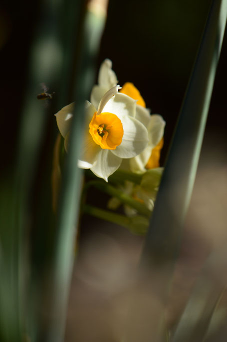 Autumn colors, narcissus