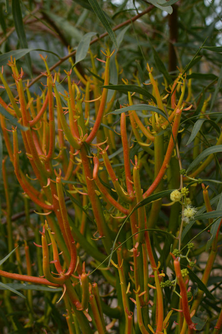 euphorbia tirucalli sticks of fire and acacia salicina
