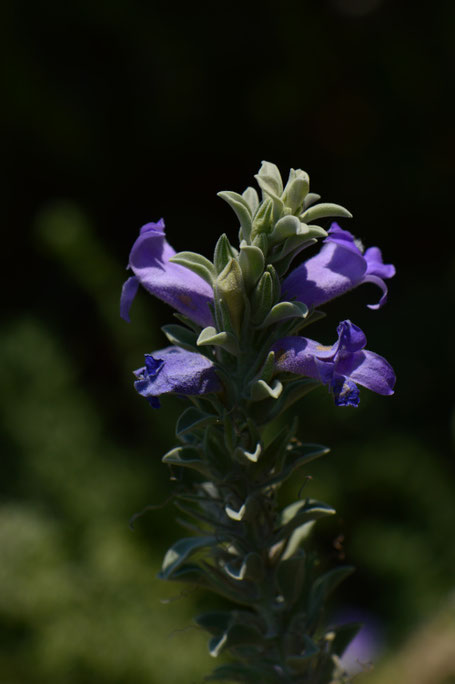 small sunny garden, desert garden, amy myers, photography, garden photography, tuesday view, eremophila hygorphana