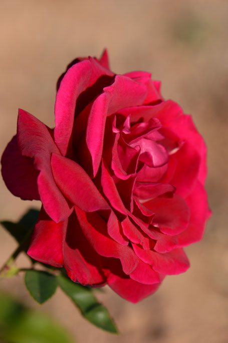 mister lincoln, hybrid tea, rose, herbert swim, small sunny garden, desert garden, amy myers, photography