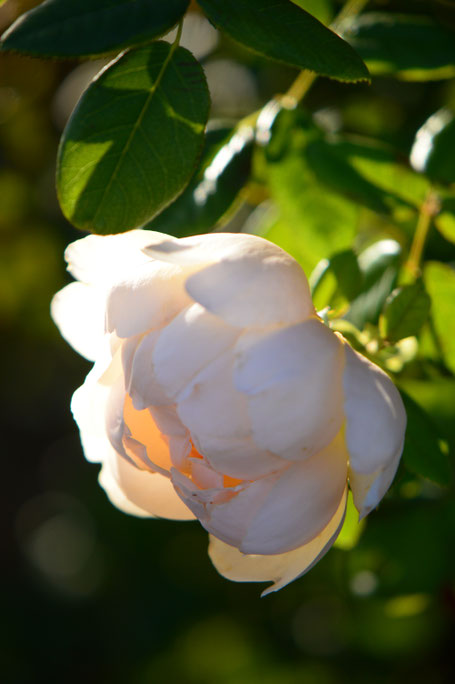 small sunny garden, desert garden, amy myers, garden bloggers bloom day, gbbd, november, photography, wollerton old hall, rose