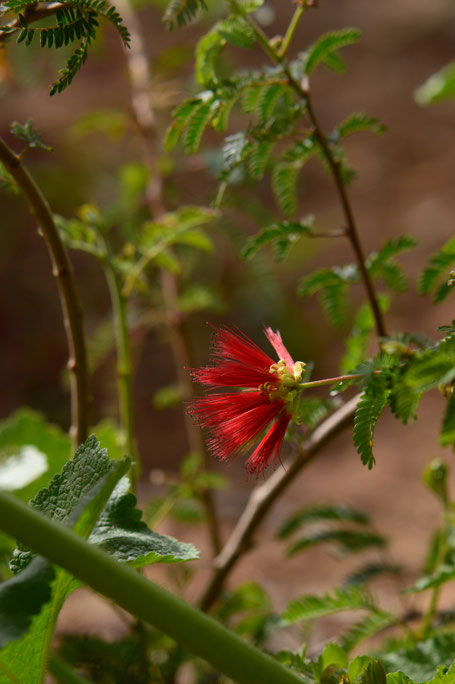 small sunny garden, desert garden, amy myers, photography, gbbd, garden bloggers bloom day, spring, flowers, calliandra, californica, fairy duster, baja