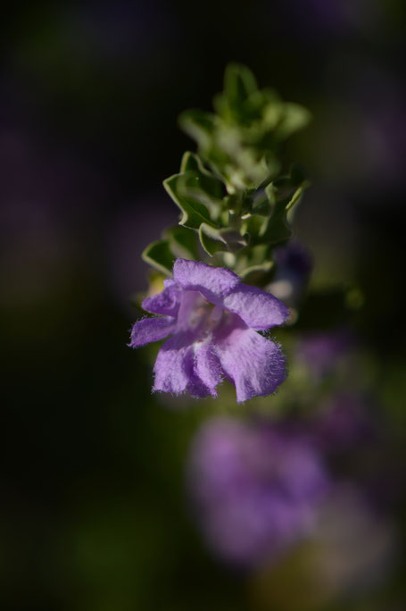 leucophyllum frutescens