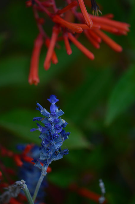 salvia farinacea with hamelia patens