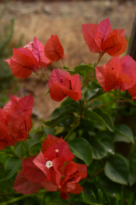 bougainvillea sundown orange