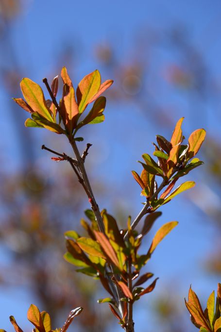 small sunny garden, desert garden, photography, amy myers, garden bloggers foliage day, monthly favorites, pomegranate, punica, granatum, new, leaves