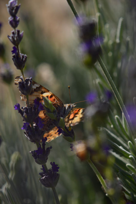 butterfly, painted lady, vanessa, cardui, photography, amy myers, small sunny garden, desert garden