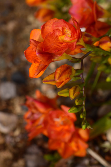 small sunny garden, desert garden, amy myers, photography, gbbd, garden bloggers bloom day, spring, flowers, freesia