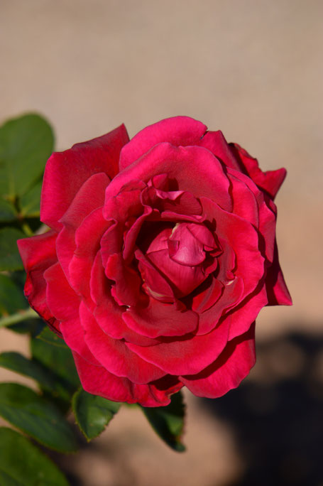 mister lincoln, hybrid tea, rose, herbert swim, small sunny garden, desert garden, amy myers, photography