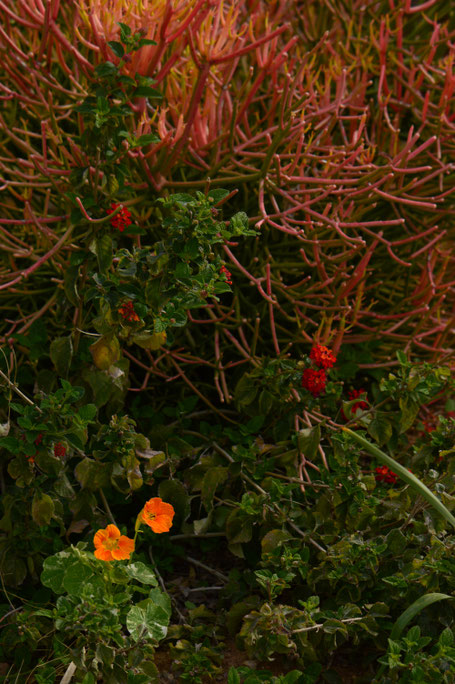 small sunny garden, desert garden, amy myers, photography, gbbd, garden bloggers bloom day, spring, flowers, nasturtium