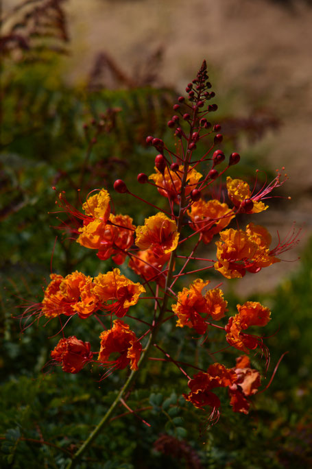 small sunny garden, desert garden, amy myers, photography, garden photography, garden blog, garden bloggers bloom day, gbbd, caesalpinia, pulcherrima, red bird of paradise, pride of barbados