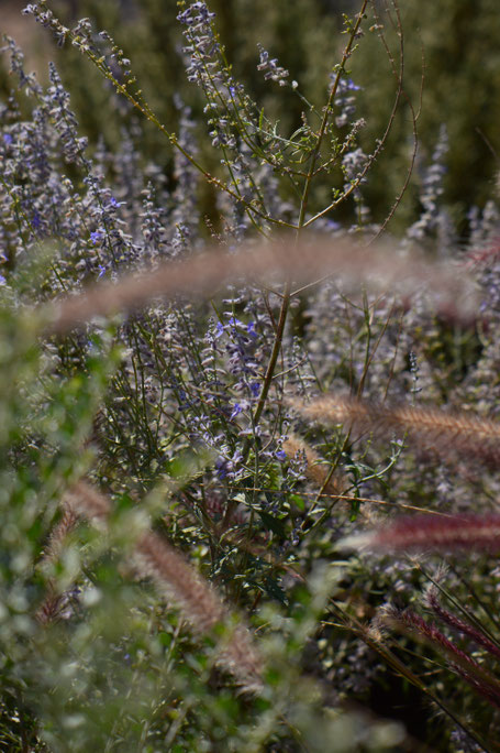 tuesday view, small sunny garden, desert garden, amy myers, photography,