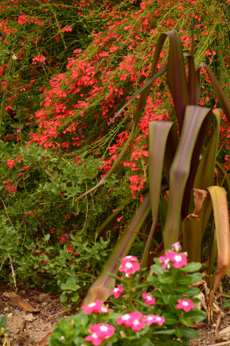 small sunny garden, desert garden, amy myers, photography, garden blog, summer
