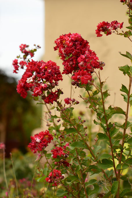 small sunny garden, desert garden, amy myers, photography, garden blog, summer
