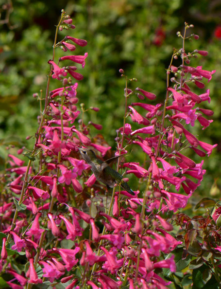 small sunny garden, desert garden, amy myers, photography, garden blog, penstemon, pseudospectabilis, coconino county, southwest native plant, species, annas hummingbird, calypte anna