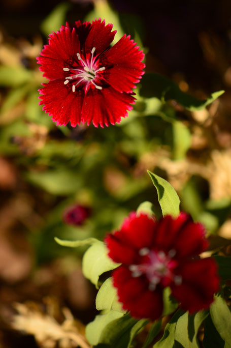 small sunny garden, desert garden, amy myers, garden bloggers bloom day, gbbd, november, photography, dianthus