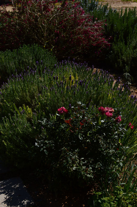 tuesday view, small sunny garden, desert garden, amy myers, photography, miniature rose, lavandula, madrid