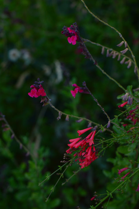 small sunny garden, desert garden, amy myers, garden bloggers bloom day, gbbd
